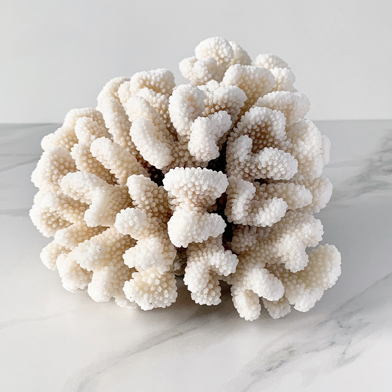  Brownstem Coral    | Loft Concept 
