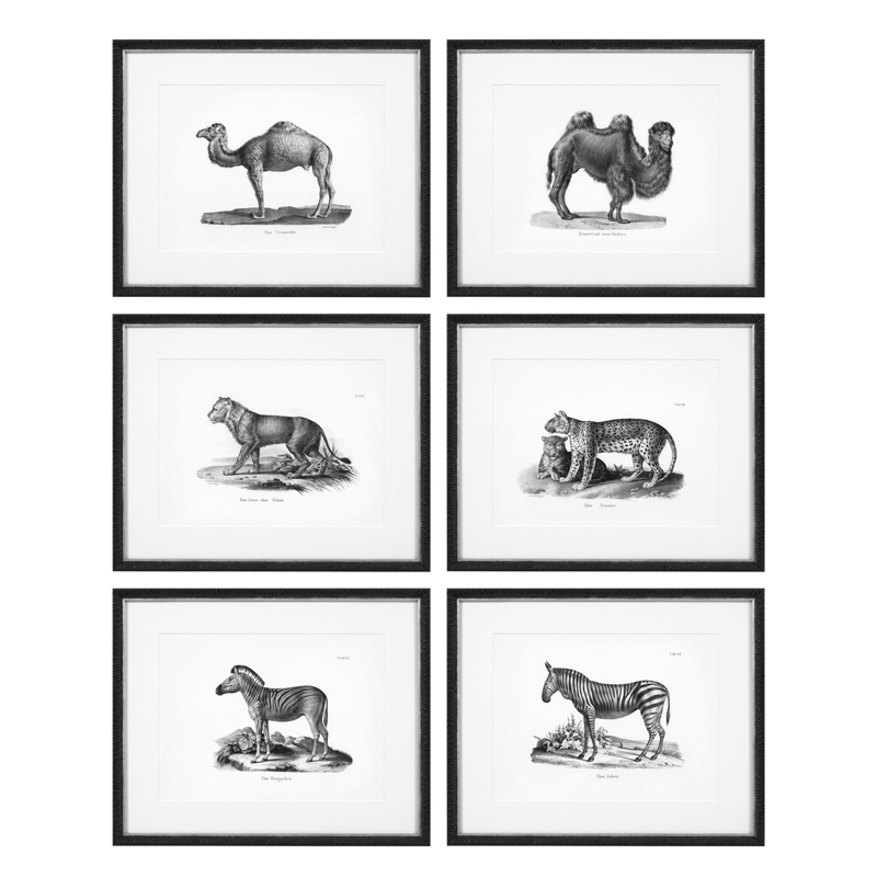   Eichholtz Prints Historical Animals set of 6  -   | Loft Concept 