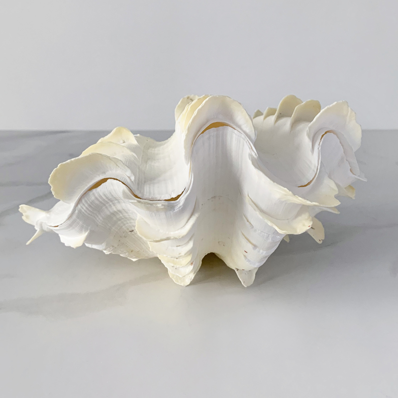  Tridacna Squamosa Shell S    | Loft Concept 
