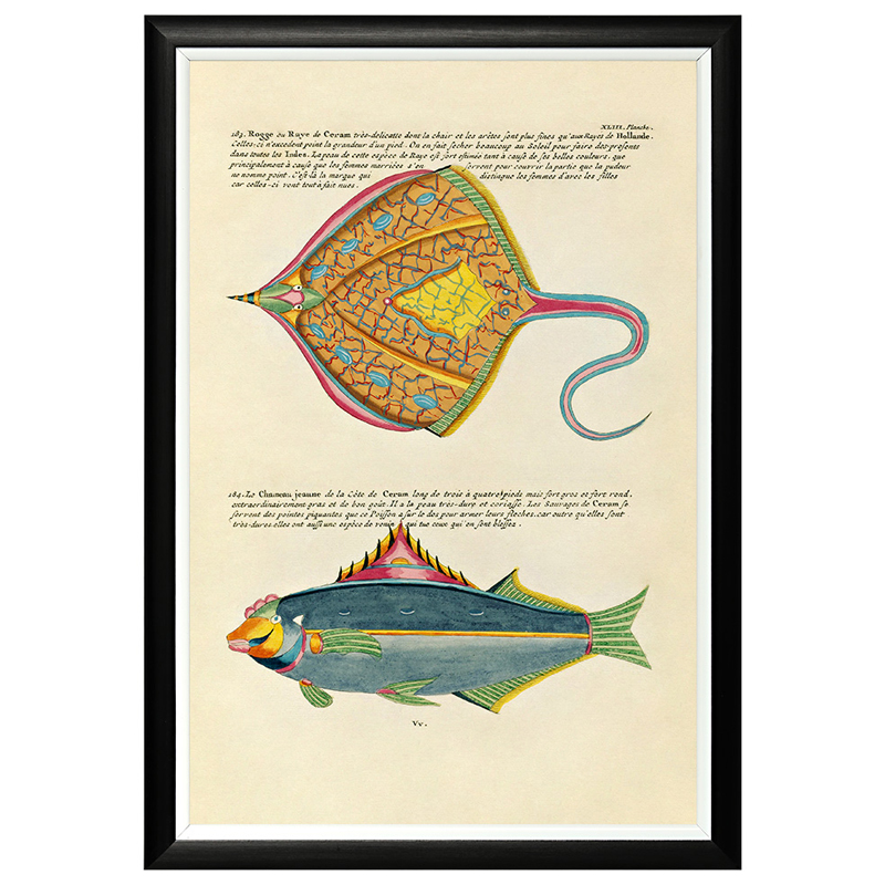     Fish Guide 25     | Loft Concept 
