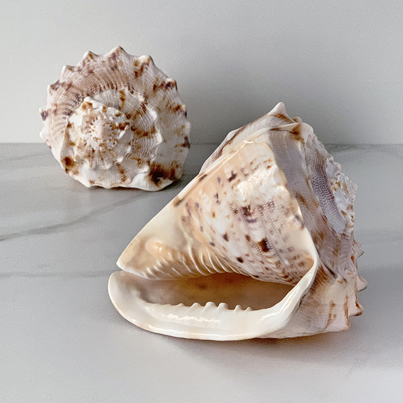  Cassis Cornuta Shell    | Loft Concept 