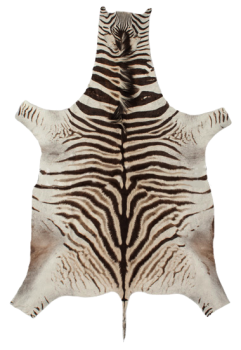 Натуральная шкура зебры Burchellii