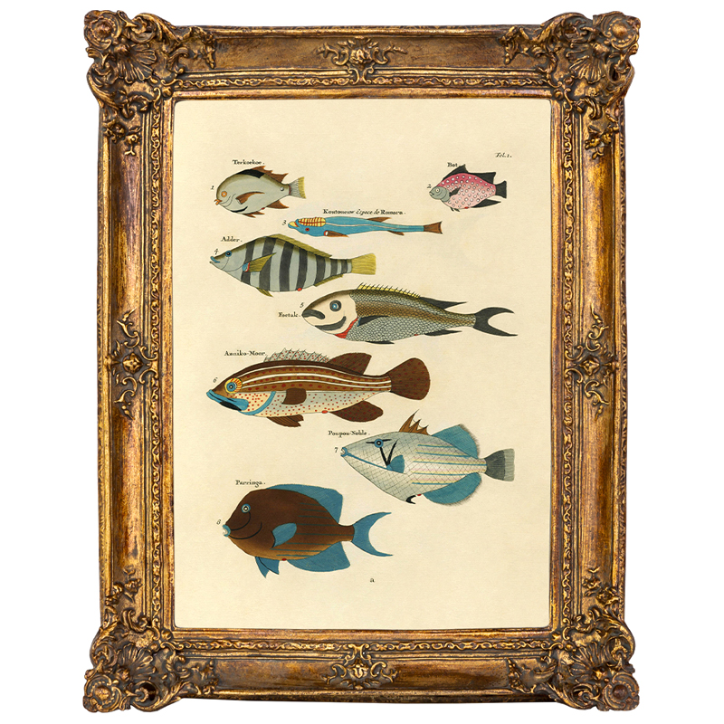  Fish Species        | Loft Concept 