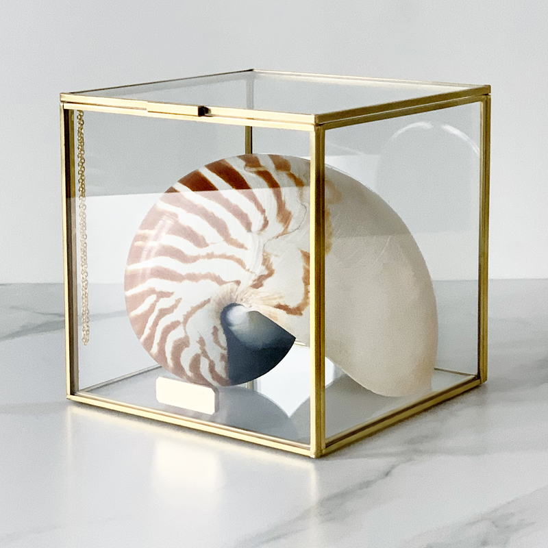 

Статуэтка Nautilus Pompilius Glass Box M