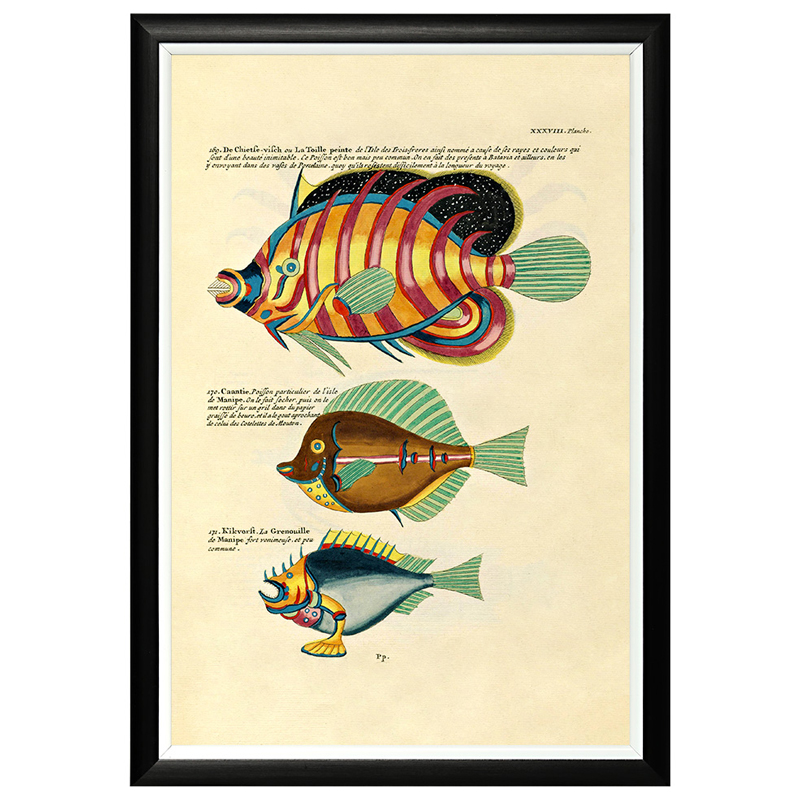 

Постер в черной раме Fish Guide 24