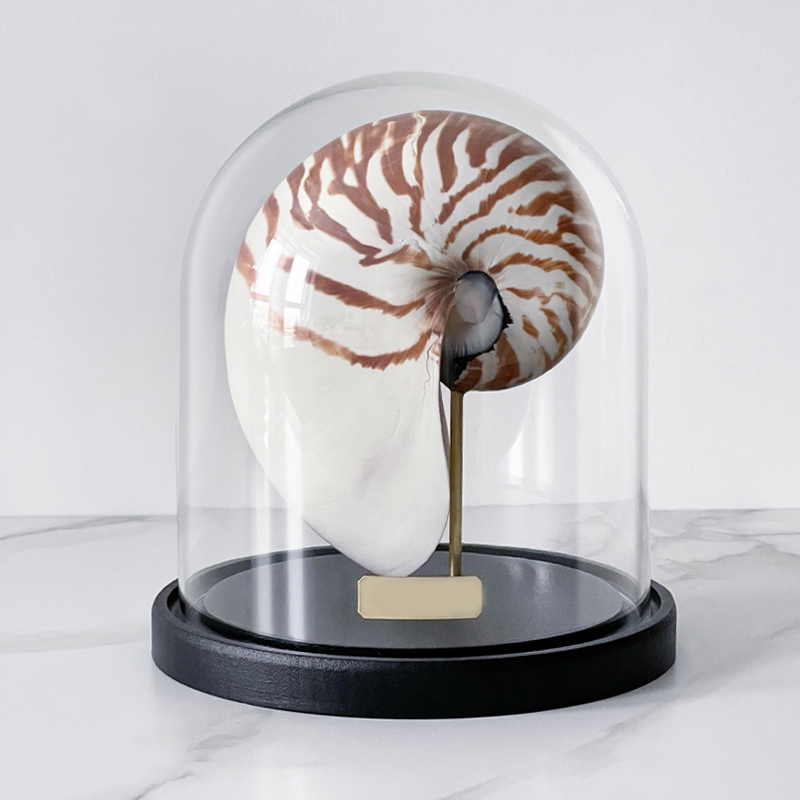  Nautilus Pompilius Glass Cloche    | Loft Concept 