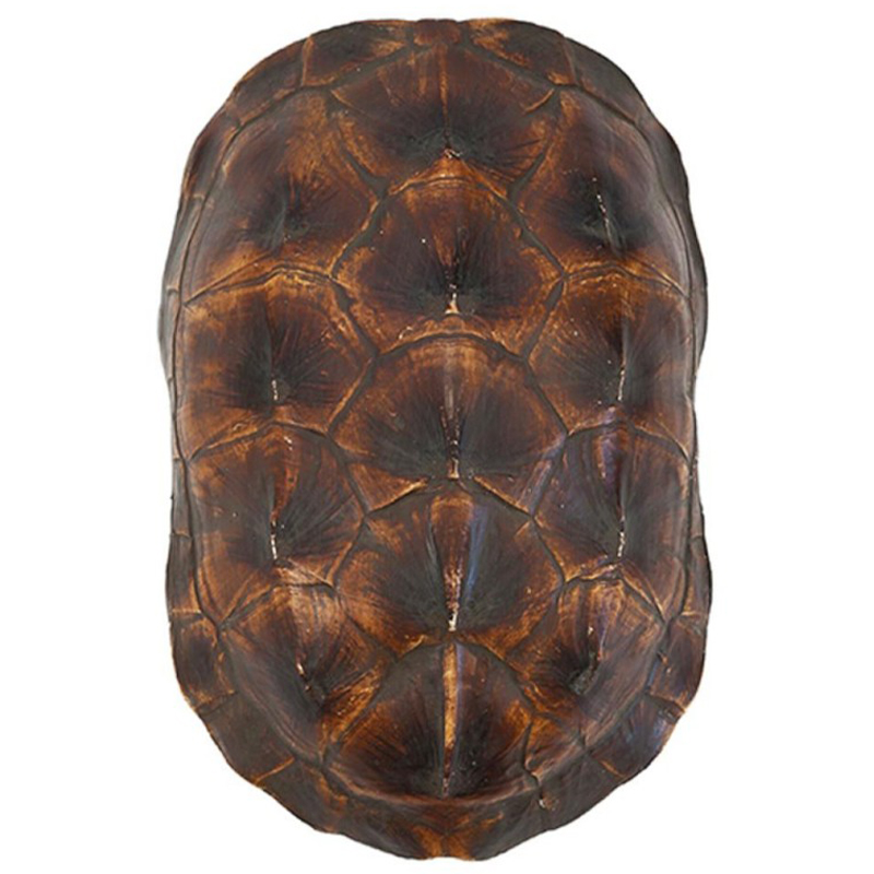  Turtle Shell Natural Brown    | Loft Concept 