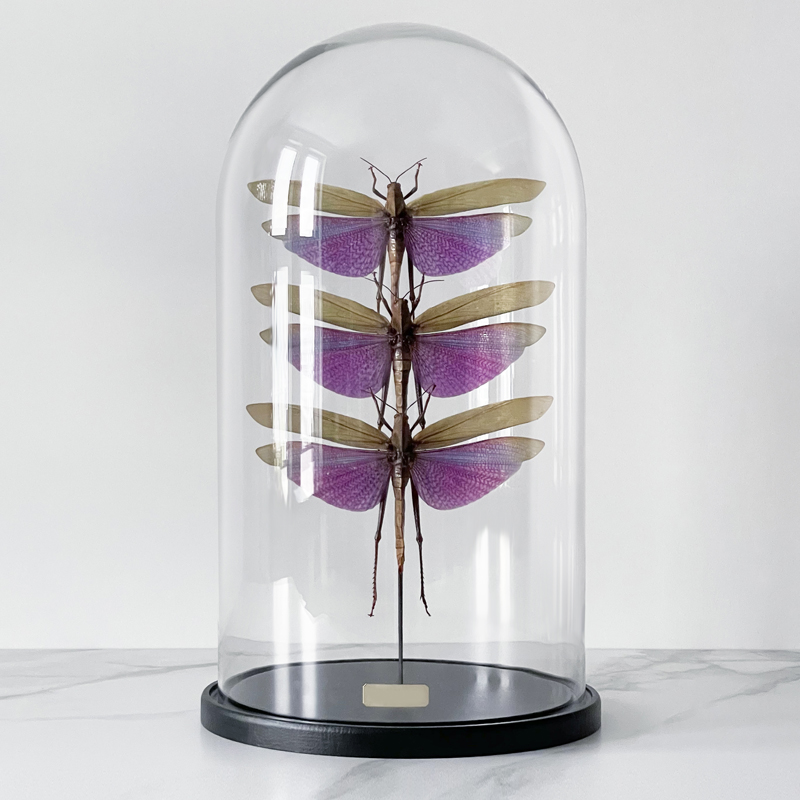  3 Grasshoppers Titanacris Albipes Glass Cloche    | Loft Concept 