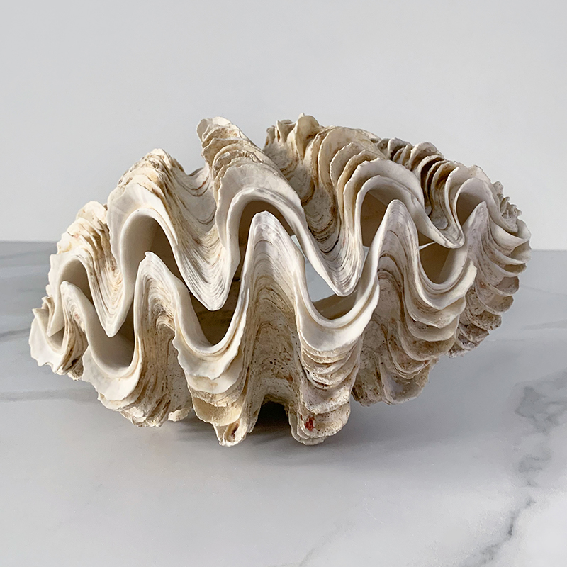  Tridacna Maxima Shell    | Loft Concept 