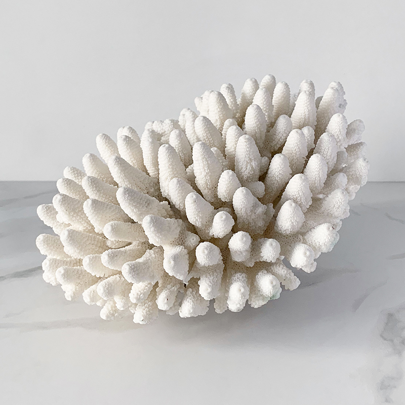  Finger Coral    | Loft Concept 