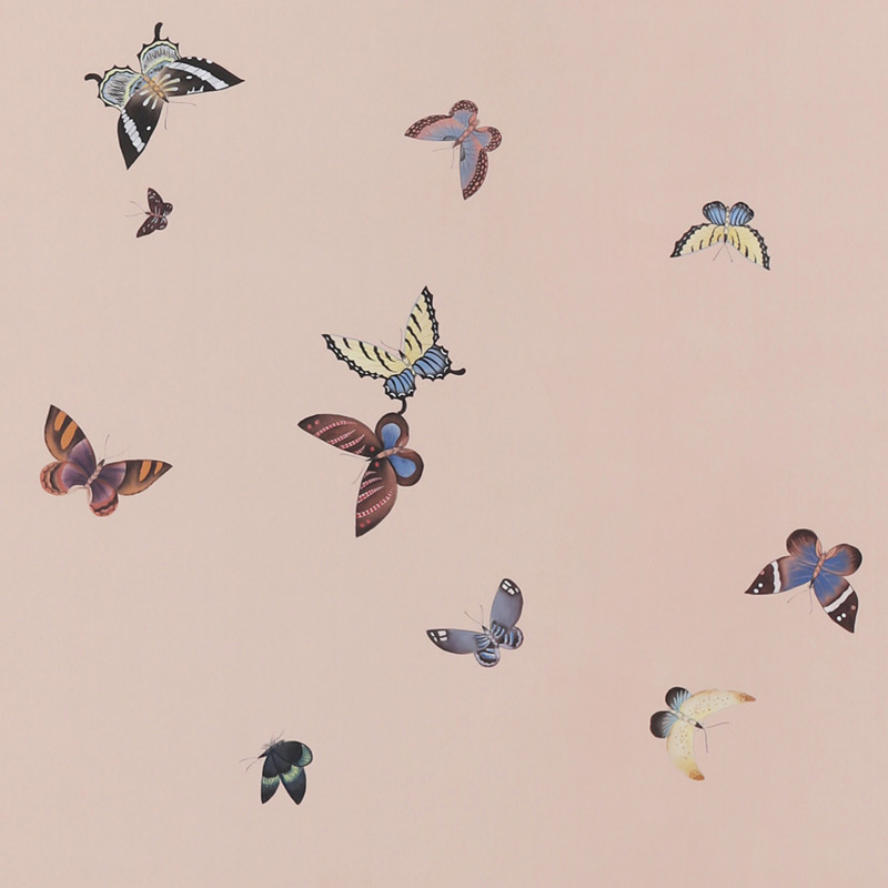    Butterflies Icarus on Gentleman