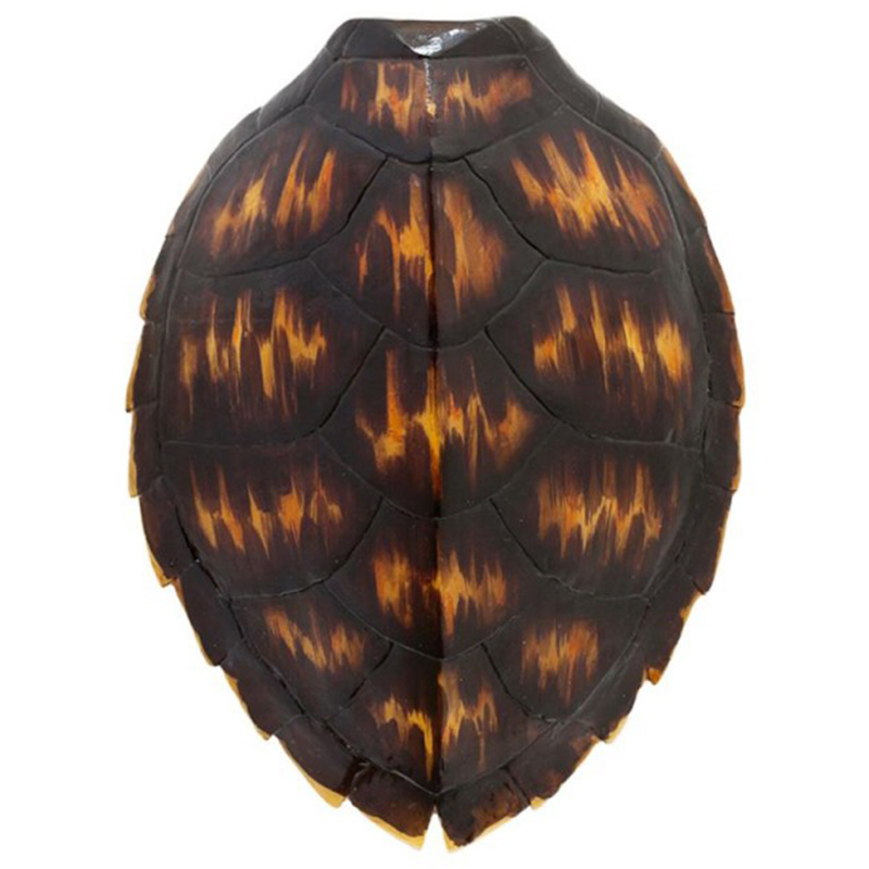  Turtle Shell Brown Orange     | Loft Concept 