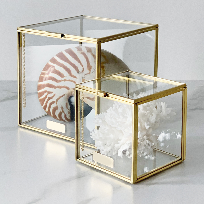  Natural Coral & Nautilus Pompilius Glass Box    | Loft Concept 