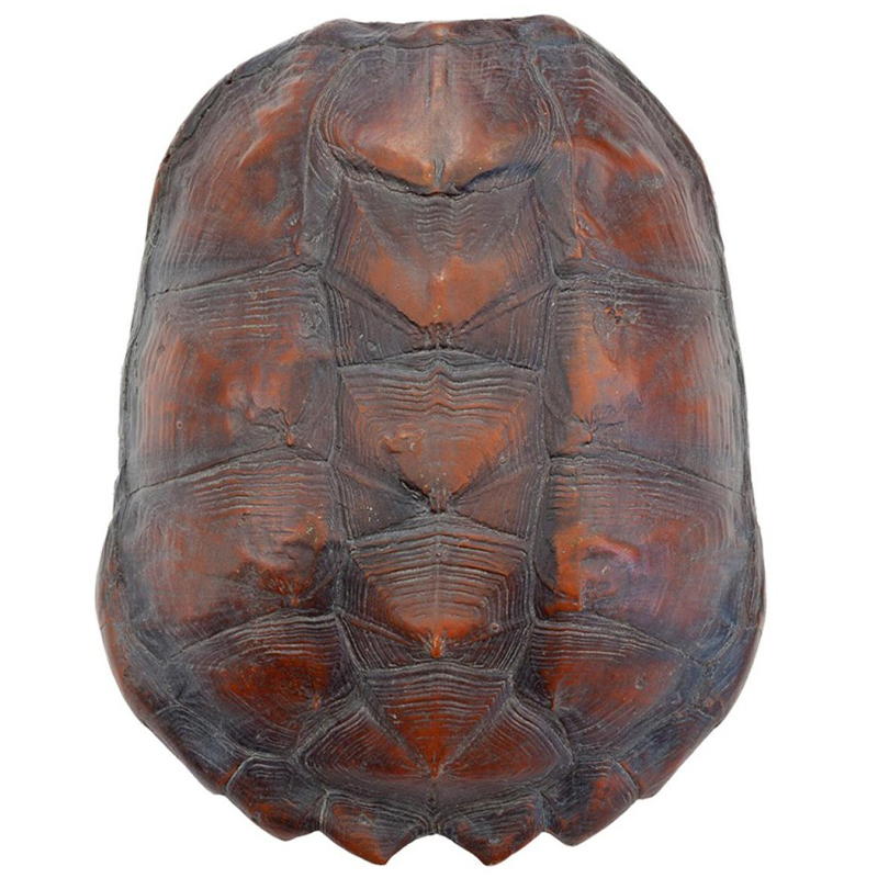  Turtle Shell Big Natural    | Loft Concept 