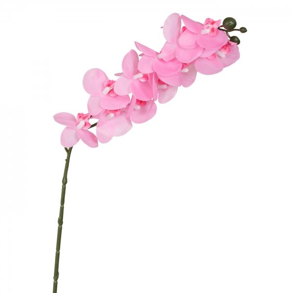    Pink Orchid     | Loft Concept 