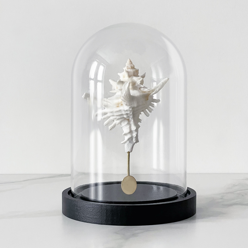  Murex Saharicus Glass Cloche    | Loft Concept 