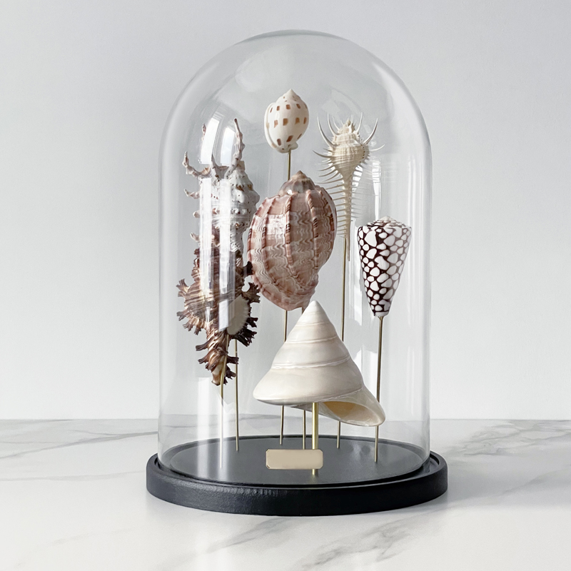  Shell Collection Glass Cloche 2    | Loft Concept 