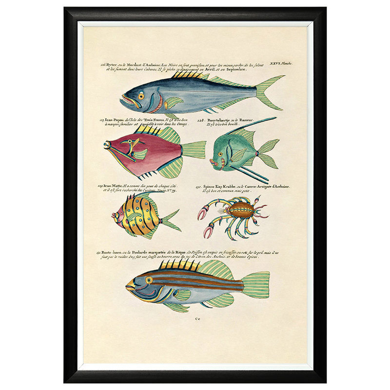 

Постер в черной раме Fish Guide 15