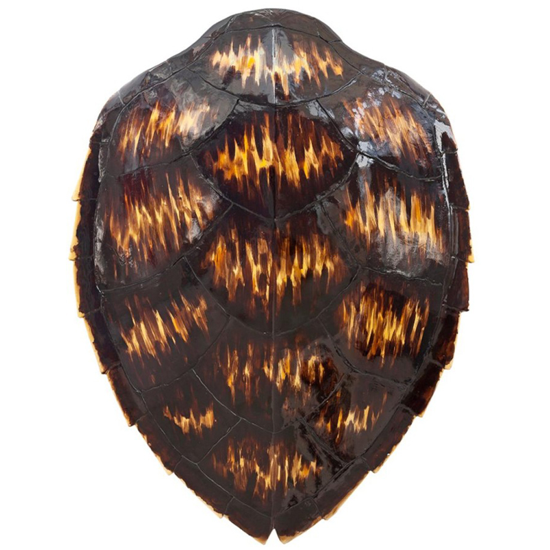  Turtle Shell Motley Natural     | Loft Concept 