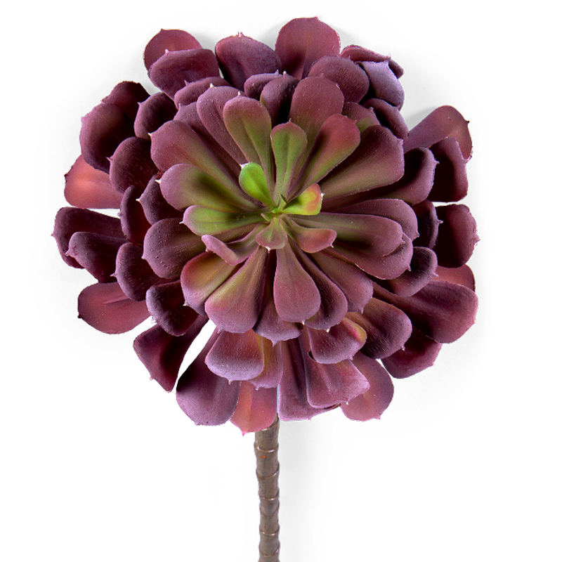    Echeveria burgundy     | Loft Concept 