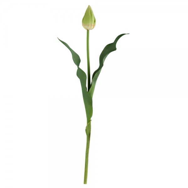    Tulip Bud    | Loft Concept 