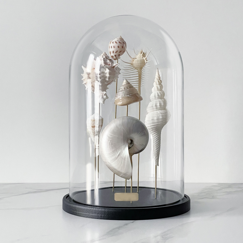  Shell Collection Glass Cloche 1    | Loft Concept 