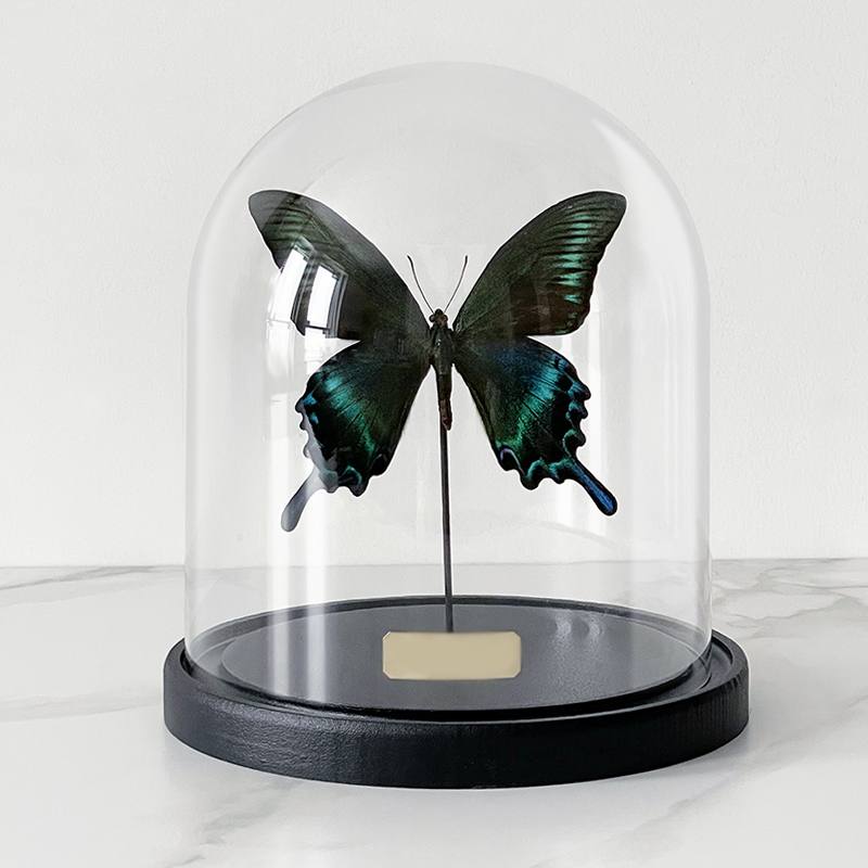  Butterfly Sailboat Maaka Glass Cloche    | Loft Concept 