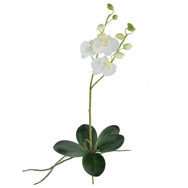    Phalaenopsis     | Loft Concept 