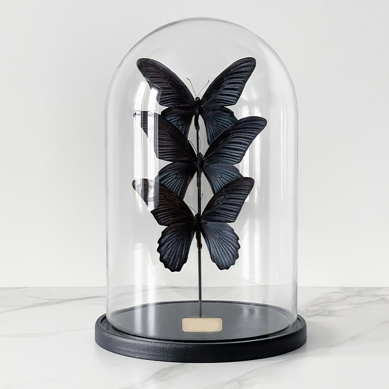 

Статуэтка 3 Butterflies Papilio Memnon Glass Cloche