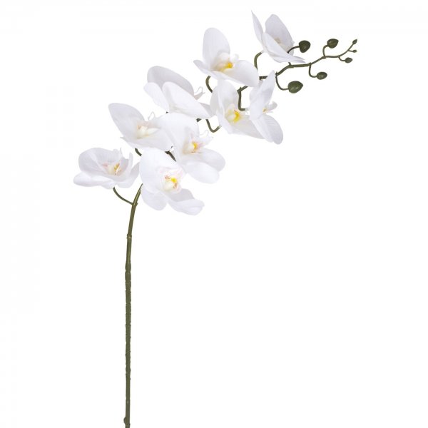    White Orchid     | Loft Concept 