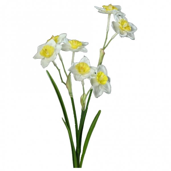    Daffodils      | Loft Concept 