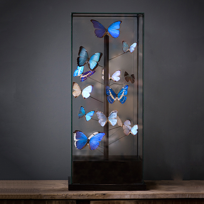  14 Blue Butterflies Morphos Glass Box    | Loft Concept 