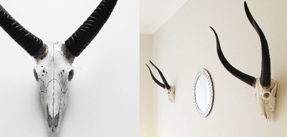 Череп антилопы с черными рогами - Loft-Concept в Москве