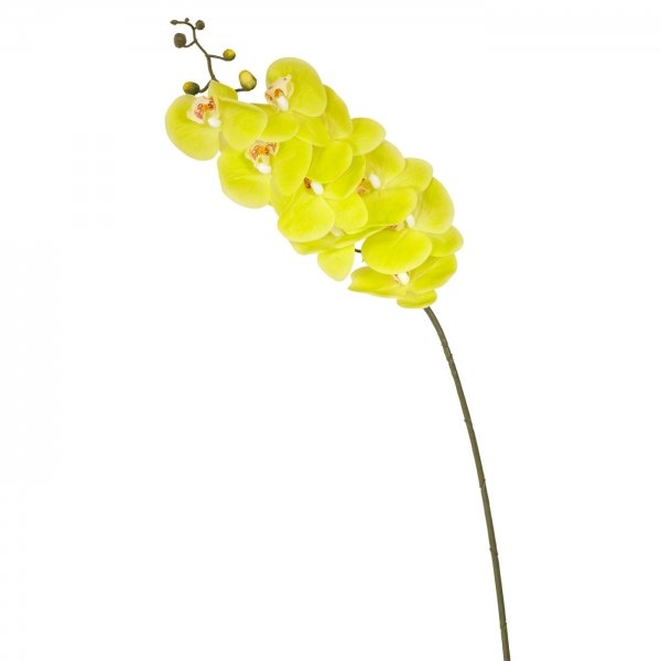    Branch Of Yellow Orchid     | Loft Concept 