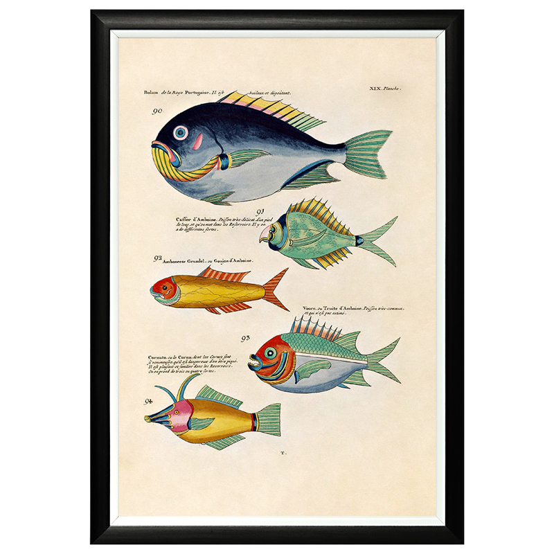 

Постер в черной раме Fish Guide 12