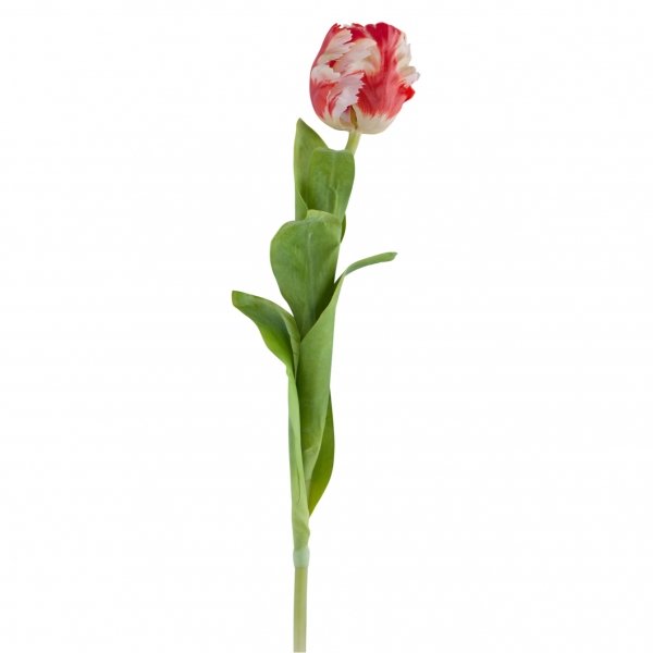    Tulip      | Loft Concept 