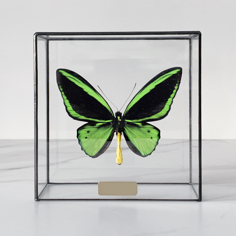  Butterfly Priamus Poseidon Glass Box    | Loft Concept 