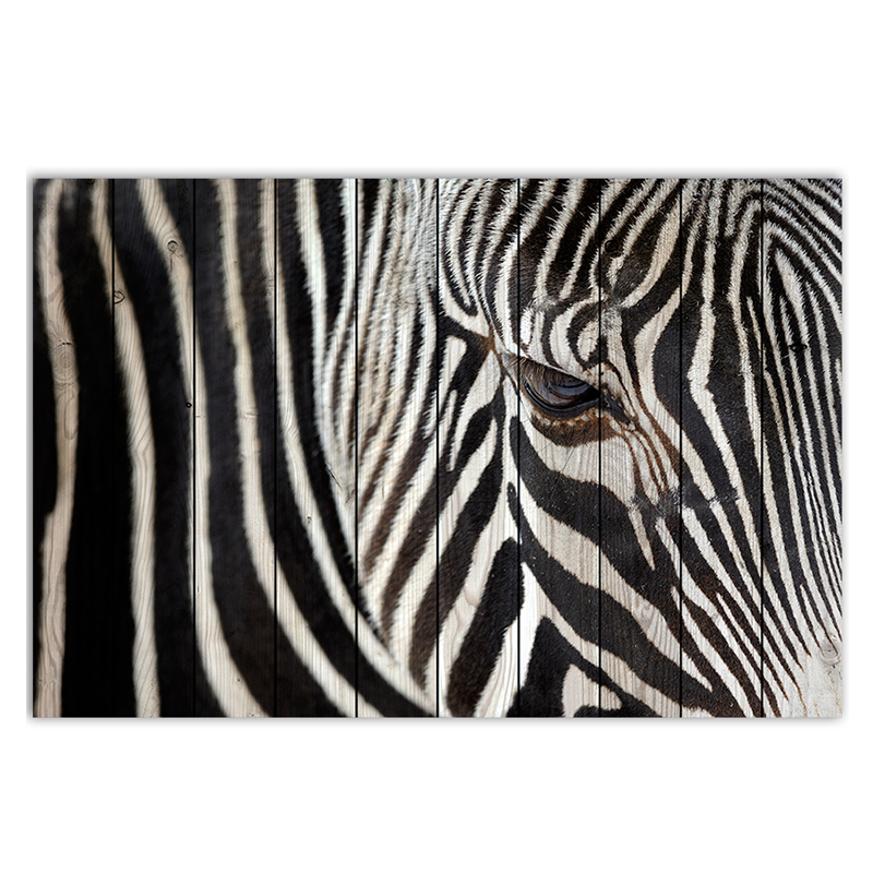  Zebra    | Loft Concept 