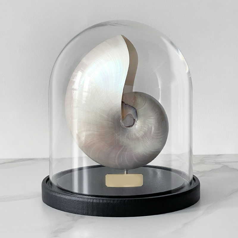  Nautilus Pompilius Nacre Glass Cloche    | Loft Concept 