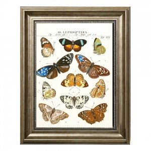 Постер Butterfly Collection
