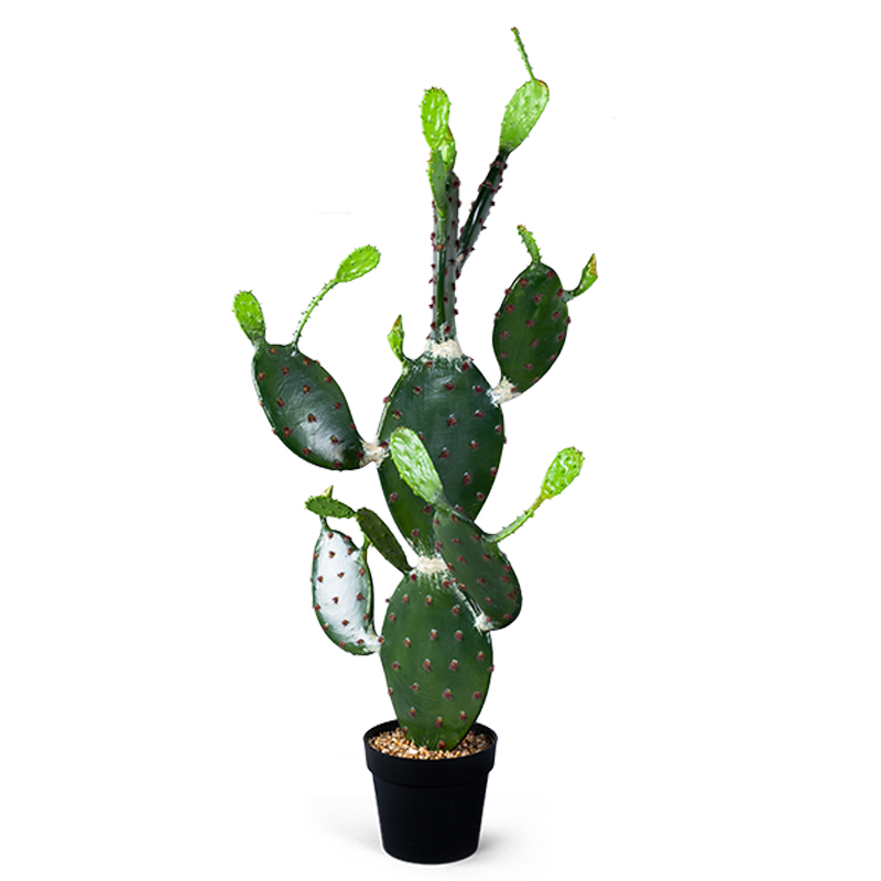    Opuntia Cactus    | Loft Concept 