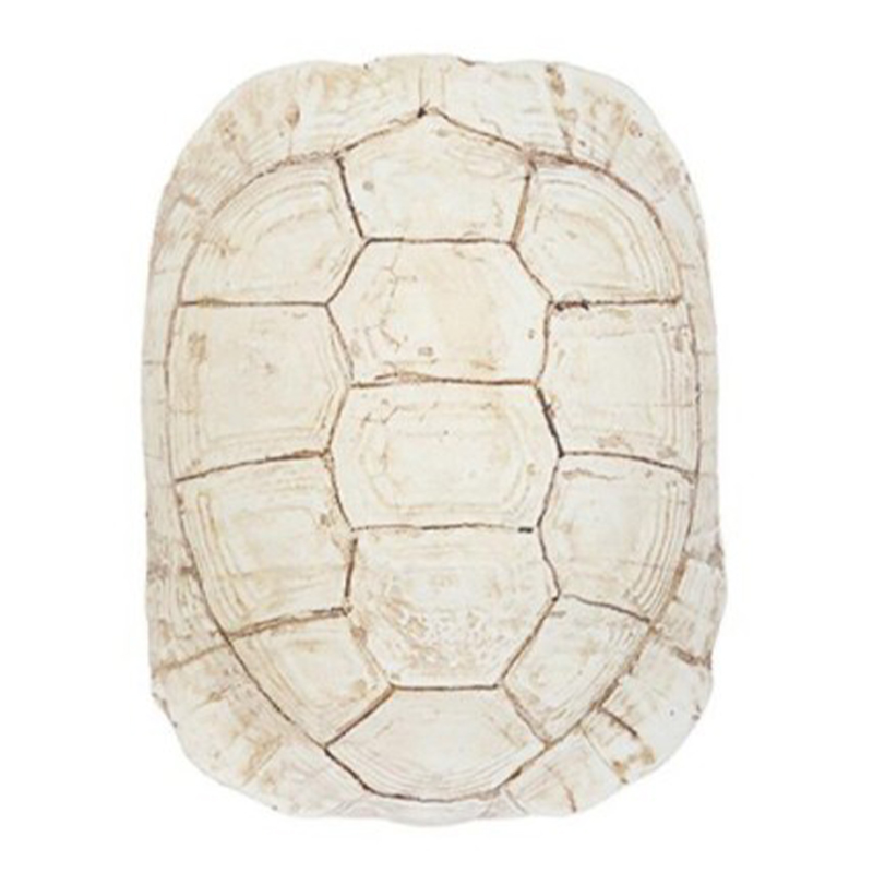  Turtle Shell White    | Loft Concept 