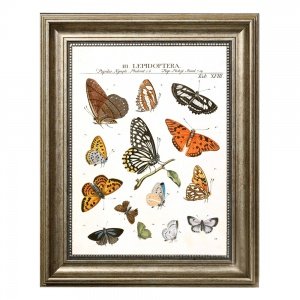 Постер Little Butterflies