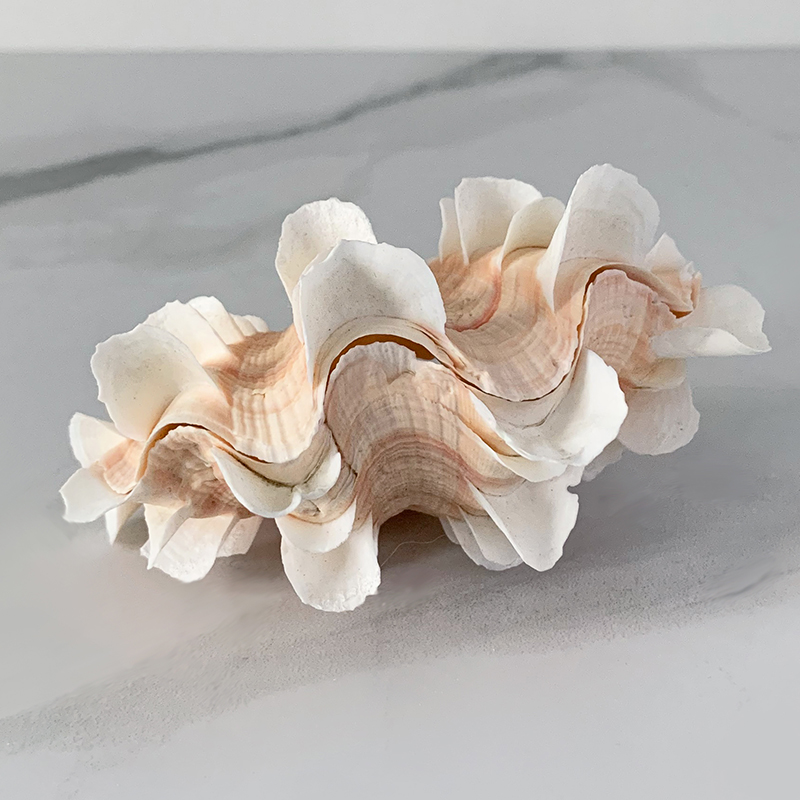  Tridacna Shell XS    | Loft Concept 