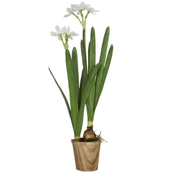    Daffodil Bulbs     | Loft Concept 