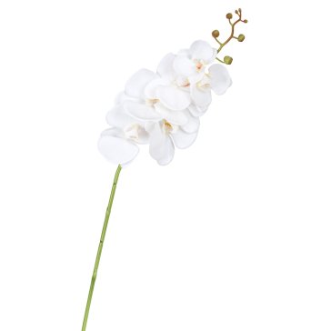    Average White Orchid     | Loft Concept 