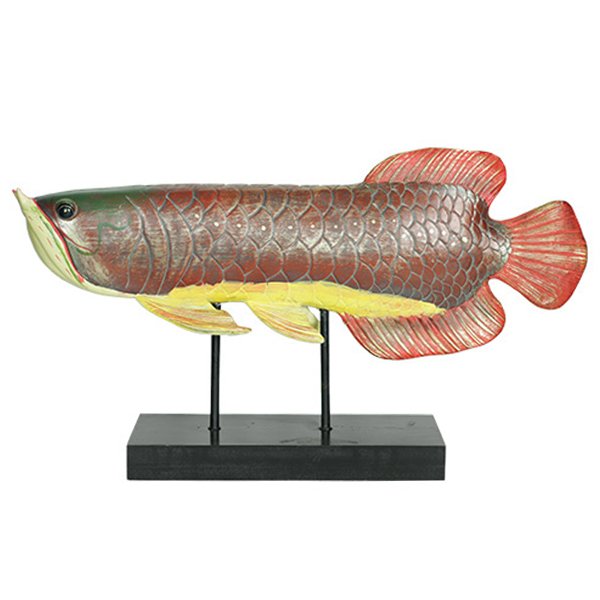     Colored Fish    | Loft Concept 