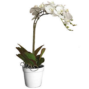 Белая oрхидея в горшке