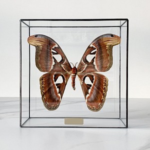 Статуэтка Butterfly Atlas Glass Box