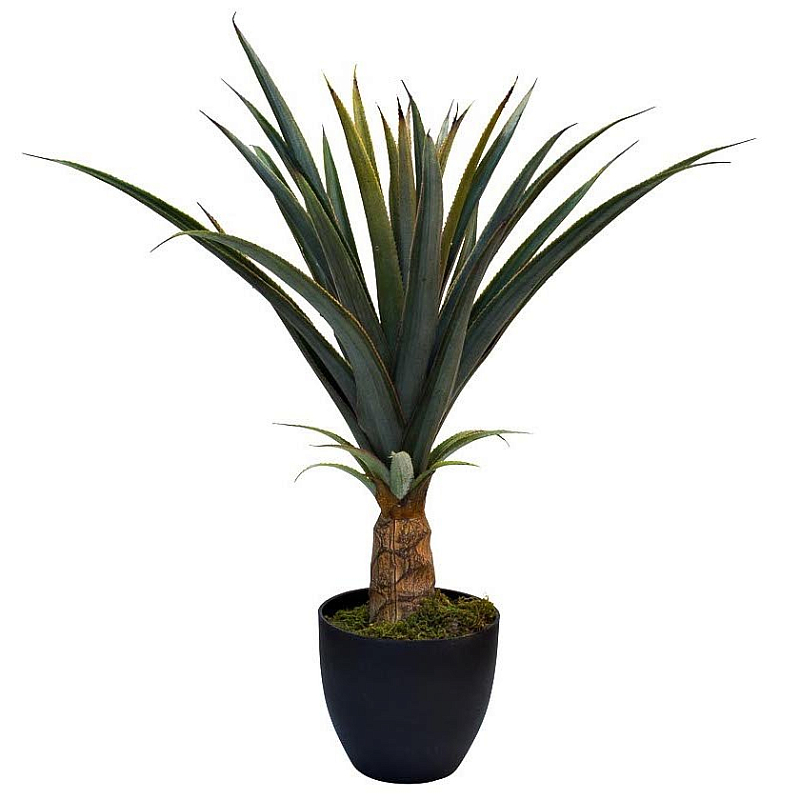    Pineapple Plant    | Loft Concept 